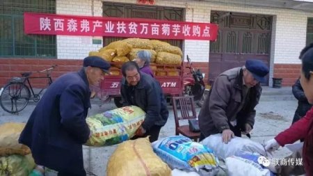 陜西森弗公司收購大量菊芋